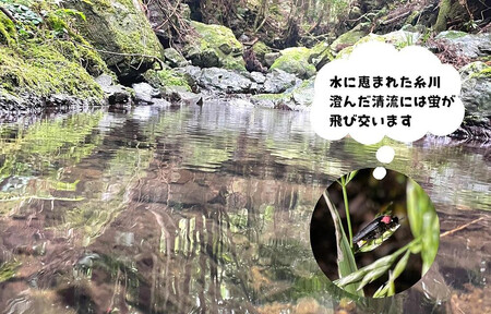 お米 10kg (5kg×2袋) 思いを繋ぐ糸川のお米 結意米 【ゆいまい】和歌山県産 【みかんの会】