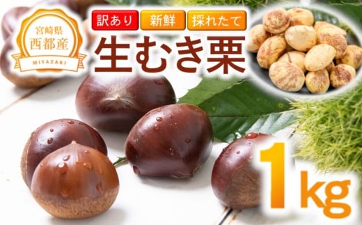 【訳あり】 新鮮朝どれ 国産生むき栗 1㎏ 西都市産＜1.1-20＞くり 栗  国産 生栗 果物 フルーツ 栗きんとん スイーツに