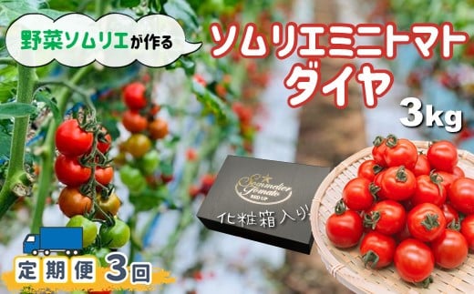 【定期便】【特別栽培農産物】ソムリエミニトマト「ダイヤ」 3kg × 3ヶ月 | 野菜 やさい トマト とまと ミニトマト みにとまと 熊本県 玉名市