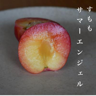 ふるさと納税 南アルプス市 【2027年6月下旬〜発送】【すもも・サマーエンジェル】甘酸っぱい濃厚な味わい1.1kg(7〜9玉)