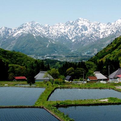 ふるさと納税 白馬村 【令和7年産】 長野県白馬村産ミルキークイーン 8kg |  | 03