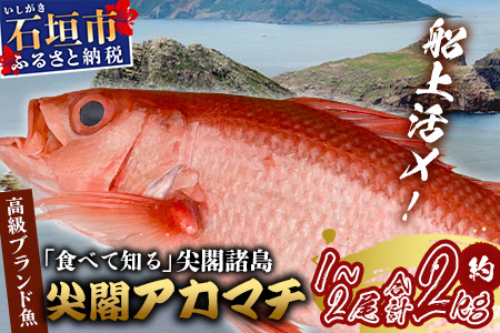 【予約受付】【3月以降順次発送】高級ブランド魚 尖閣赤マチ 1～2尾 合計約2kg 下処理済 【沖縄三大高級魚】 GK-2