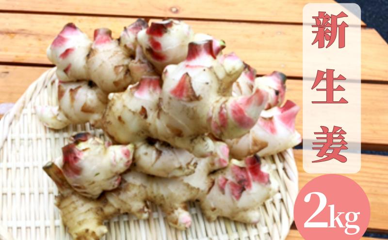 【先行予約】 新生姜 2kg 生姜 しょうが ショウガ 野菜 薬味 スパイス 辛味 大生姜 さわやか 宮津市 京都府
