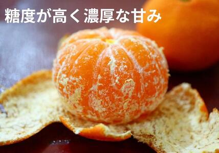 小原紅早生みかん（露地）約3.0kg