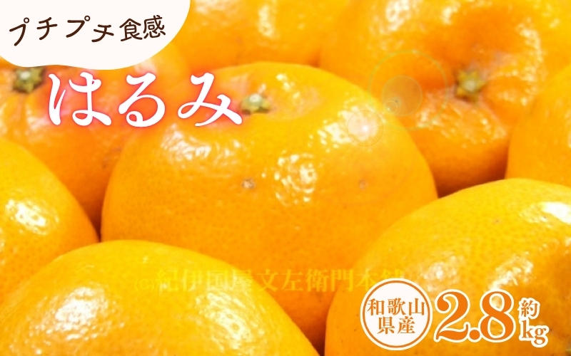 はるみ 約2.8kg/サイズおまかせ　※2027年1月下旬～2027年3月中旬頃に順次発送予定(お届け日指定不可)　紀伊国屋文左衛門本舗　【ntbt461B】