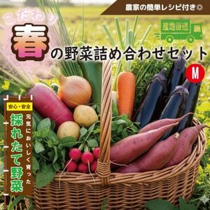 【こだわり春の野菜詰め合わせセット】Mサイズ　栽培期間中農薬・化学肥料・除草剤不使用の旬野菜【配送不可地域：離島】【1679694】