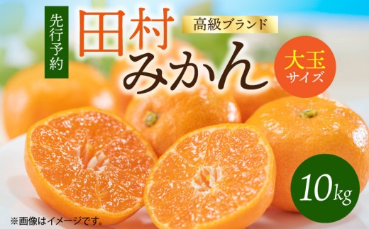 
                   【2026年11月下旬より発送】高級ブランド 田村みかん 10kg 大玉サイズ【ミカン 蜜柑 柑橘 温州みかん 有田みかん 和歌山】_G7052
                