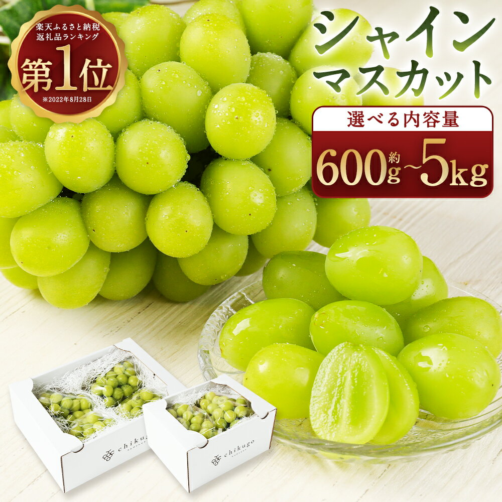 【ふるさと納税】シャインマスカット 農園直送｜収穫当日発送・アフター保証｜選べる配送月/内容量 1.2kg / 1.8kg / 2.4kg / 5kg【2026年8月上旬～10月上旬】福岡県産 フルーツ ぶどう 12000円 ～ 45000円 1万2千円 ～ 4万5000円