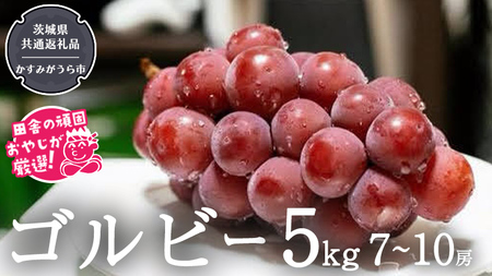 ゴルビー 5kg (7~10房) 【9月より発送開始】（茨城県共通返礼品：かすみがうら市産） ぶどう ブドウ 葡萄 果物 フルーツ 茨城県産