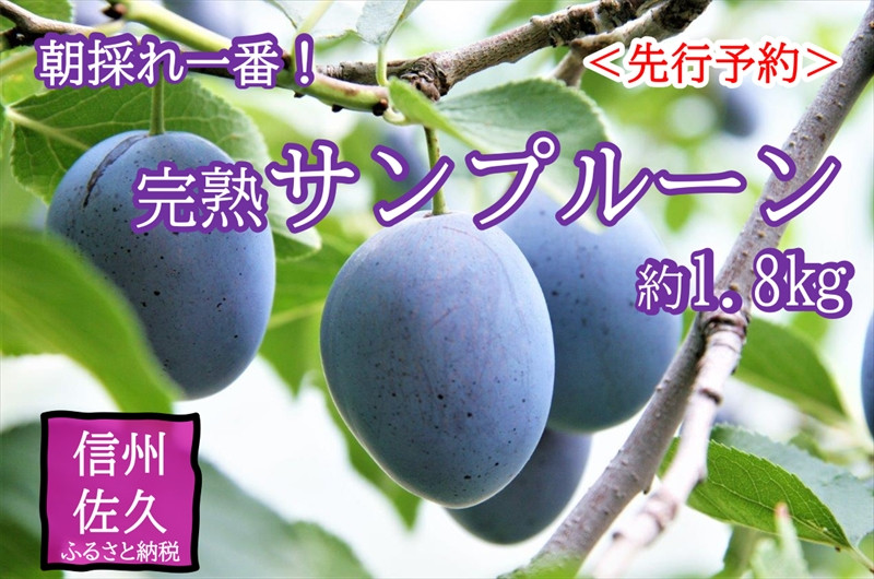 
                  【先行予約】長野県産 サンプルーン 約1.8kg 〈2026年9月3日～25日出荷／ 北海道・沖縄・離島は配送不可＞信州 果物 セイヨウスモモ 旬彩 期間限定 【 フルーツ 長野県 佐久市 】
                
