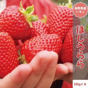 【2026年発送予定】長野県産 いちご ほしうらら 6パック【約1.2kg】【配送不可地域：離島】【1705154】