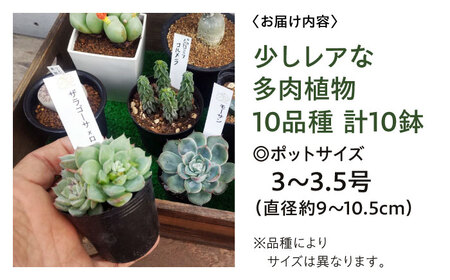 多肉植物 少しレアな10品種10鉢セット 植物 レア セット 珍しい 多肉植物 三次市/園芸王国パスタイム[APCJ004]