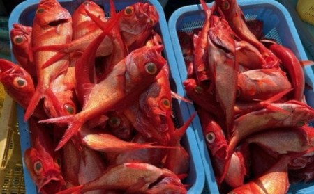 漁師直送　天然地金目鯛　９００ｇ～１ｋｇ　１匹 _yu002