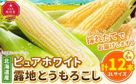 【先行予約】北海道産ピュアホワイト・露地とうもろこし　計12本 2025年8月下旬から発送開始予定 | とうもろこし　とうもろこし　とうもろこし　とうもろこし　とうもろこし_00113