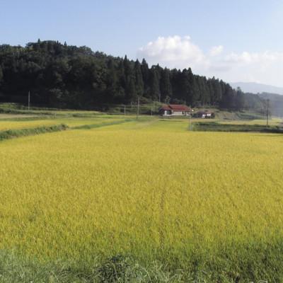 ふるさと納税 浜田市 石見産きぬむすめ10kg |  | 02