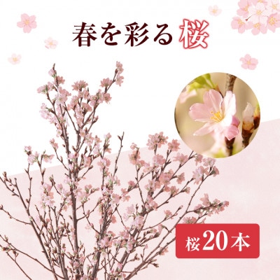 啓翁桜20本【1464594】