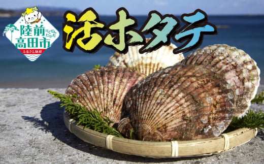 【先行予約】新鮮！殻付き生ホタテ 大サイズ 10枚 〈期日指定不可〉【 ほたて 海鮮 魚介類 旬 新鮮 刺身 寿司 海鮮丼 】2024年12月～発送予定