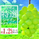 【ふるさと納税】2025年先行予約 山梨県山梨市産　特選　旬の採れたてシャインマスカット　約1.2kg　2～3房【配送不可地域：離島】【1365848】