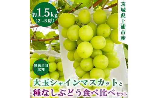【先行予約】シャインマスカットと食べ比べセット【約1.5キロ】 ※2025年9月中旬～10月下旬頃に順次発送予定