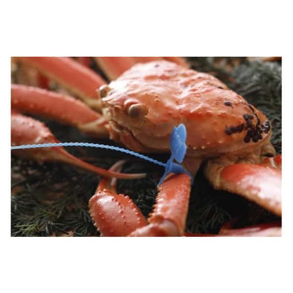 【ふるさと納税】【先行予約】【訳あり】タグつき 選べる松葉ガニ　釜茹で or 活　800g or 1kg / ズワイガニ 訳アリ カニ ボイル 蟹 茹で 松葉がに 松葉蟹 松葉ガニ タグ 付き 蟹 かに 予約