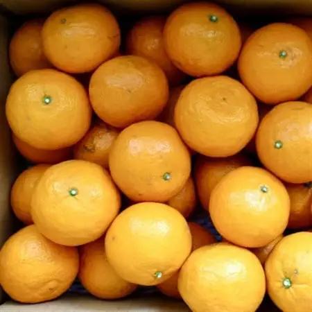2027年4月より発送予定【希少柑橘】和歌山産　なつみ約5kg(S～2Lサイズおまかせ)【日高町】【1217617】