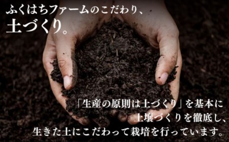 【2024年5月下旬〜順次発送】【南島原の特別栽培】ハウス桃【約1ｋｇ】化粧箱 / 桃 もも フルーツ / 南島原市 / ふくはちファーム[SBS005]