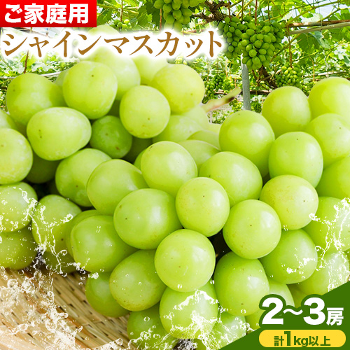 ご家庭用 シャイン マスカット 2房 (合計1kg以上)【配送不可地域あり】 OEC KINGDOMぶどう家 《8月下旬-10月上旬頃出荷》岡山県 浅口市 ぶどう 果物