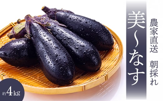 
            【先行受付】みのる農園 農家直送！美～なす 4kg ナス 野菜 やさい 2025年7月～10月上旬お届け 広島県三原市 206005
          