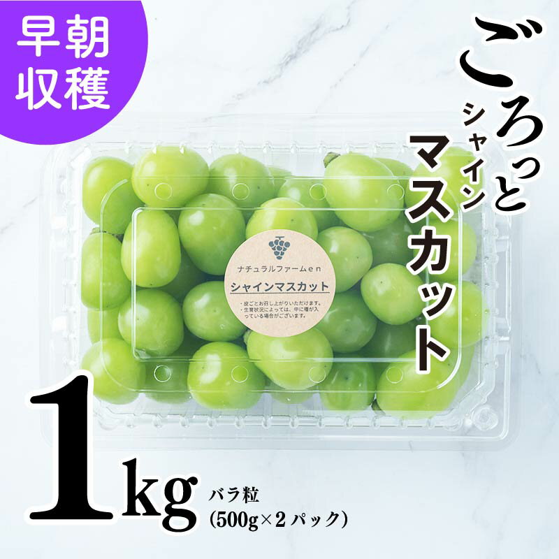 【ふるさと納税】 【2025収穫分先行予約】 シャインマスカット 1kg バラ粒 500g 2パック 小分け 新着 人気 予約 フルーツ くだもの マスカット ぶどう 早朝 収穫 朝採れ ギフト 贈答 ※8/20頃～発送予定 ナチュラルファームen