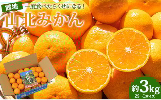 
            みかん 小玉 3kg 先行予約 【ブランドみかん】 糖度 山北みかん 3キロ 高級みかん 温州みかん 小玉 大玉 小玉みかん m mサイズ ｓ sサイズ 一度食べたらくせになる！ ミカン職人 果物 フルーツ 小玉美味しい  高知県産 (露地栽培 2S～Lサイズ） 甘い - 温州みかん ミカン 蜜柑 柑橘 甘い おいしい 1万円 10000円 お取り寄せ 小玉みかん ku-0042
          