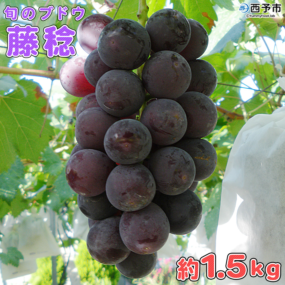 ＜旬のブドウ　西予市産　藤稔　約1.5kg＞ 果物 フルーツ ぶどう 葡萄 ふじみのり 大粒 季節限定 りの果樹園 愛媛県