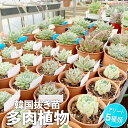 【ふるさと納税】韓国多肉植物抜き苗 アソート5種類詰め合わせ