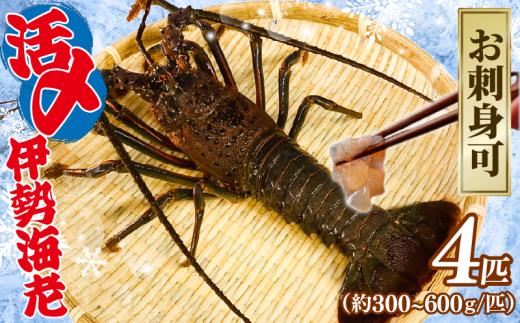 【9月以降順次発送】 伊勢海老 活〆冷凍伊勢海老 4匹 ( 300～600g ) お刺身 海老 えび エビ 伊勢エビ 刺し身 刺身 エビマヨ 味噌汁 天ぷら 天丼 鬼瓦焼き 海鮮 魚介 氷締め 流水解凍 冷凍 冷凍配送 プレゼント ギフト 贈答 家庭用 産地直送 千葉県 旭市 治吉水産 hys007
