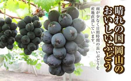 ご家庭用 旬のぶどう 2種（合計2kg以上）【2026年8月下旬～10月下旬 発送予定】【産地直送 岡山県産 国産 シャインマスカット ニューピオーネ ブドウ 葡萄 ぶどう 果物 ギフト たけまさぶど