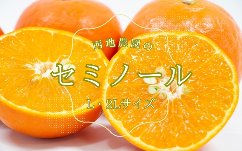 
                  【先行予約】L・2Lサイズのみ 西地農園のセミノール 5kg【2027年3月中旬から順次発送】 / セミノール L 2L みかん 蜜柑 柑橘 5kg
                