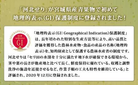 【11月21日発送】せり鍋 セット 2-3人前 せり 長ねぎ パックご飯 スープ 鶏肉 セリ セリ鍋 河北せり 野菜 鍋