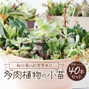 【ふるさと納税】多肉植物の小苗40本セット（40種類アソート）可愛い ミニサイズ 人気 オススメ 趣味 インテリア ナチュラル 自然 風水 緑 かわいい 初心者 おすすめ 12000円 送料無料 sh004