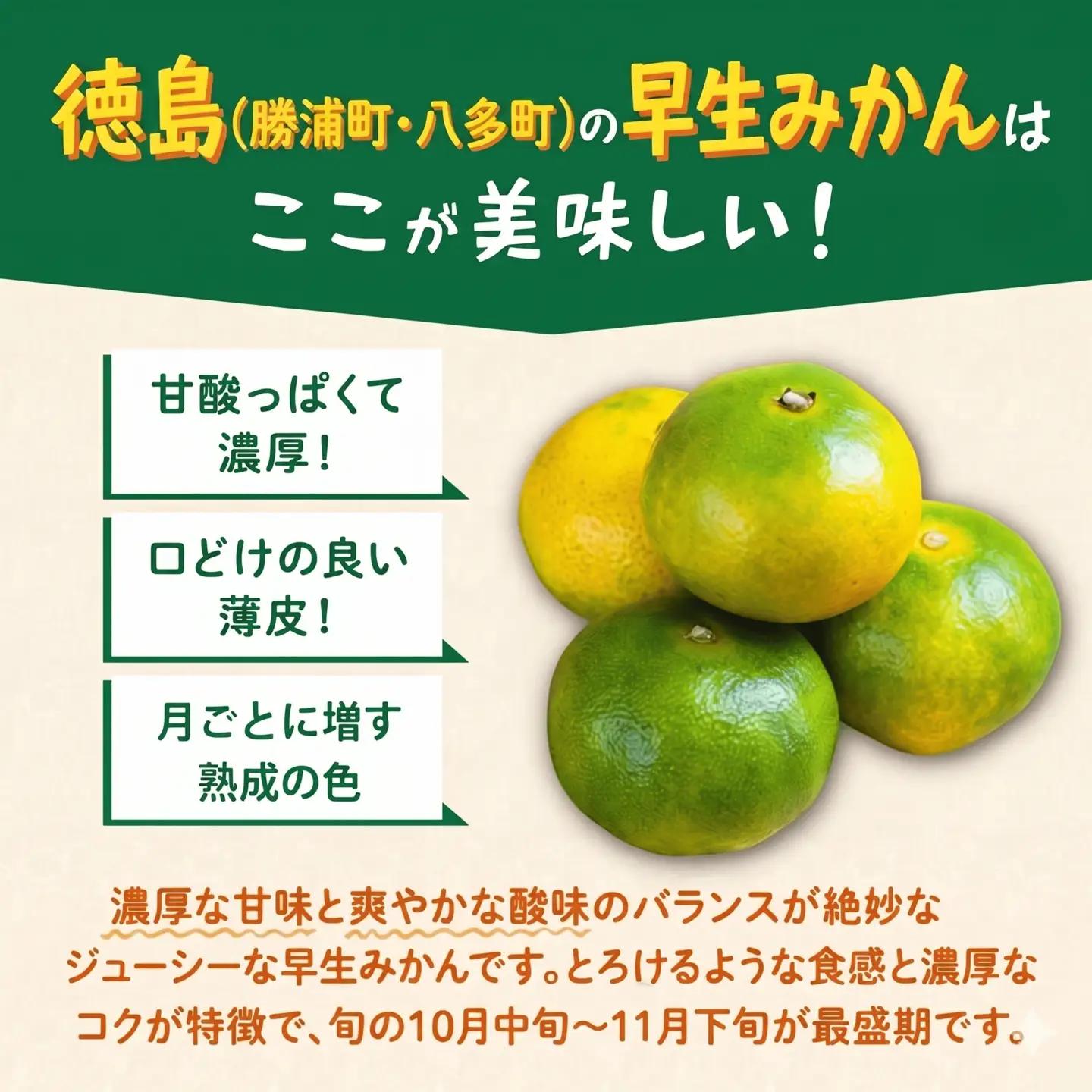 みかん 早生みかん 2.5kg 柑橘 フルーツ 果物