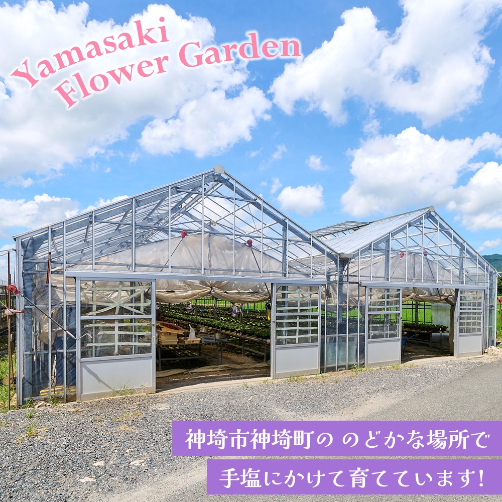 【先行受付9月より発送 数量・期間限定】鉢花 定期便 3回(9月・11月・1月)【鉢花 ふるさと納税 定期便】(H069117)