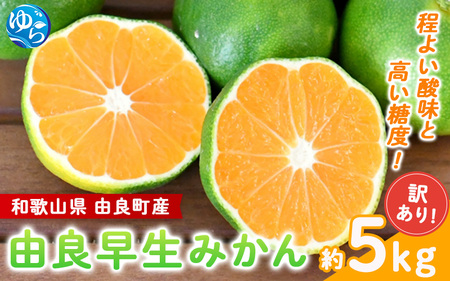 【2026年秋・先行予約】由良早生みかん 約5kg 訳あり キズ ※2026年10月上旬～10月下旬頃に順次発送【sml135】