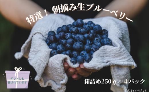 特選！朝摘みブルーベリー　箱詰め２５０ｇ×４パック　計１ｋｇ×１箱　［YU-102］
