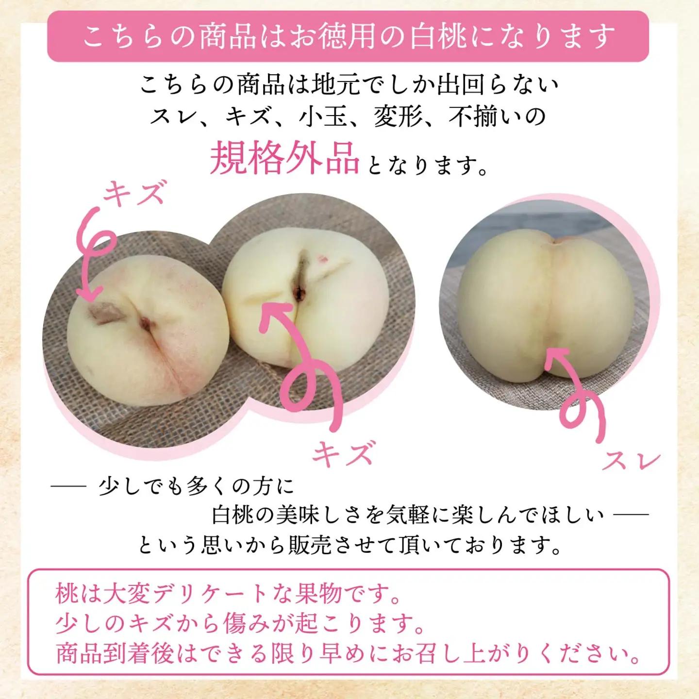 清水白桃 ご自宅用お試しサイズ 1.4kg前後 momo70 【配送不可地域：北海道／沖縄県／離島】 【jujy087-01】