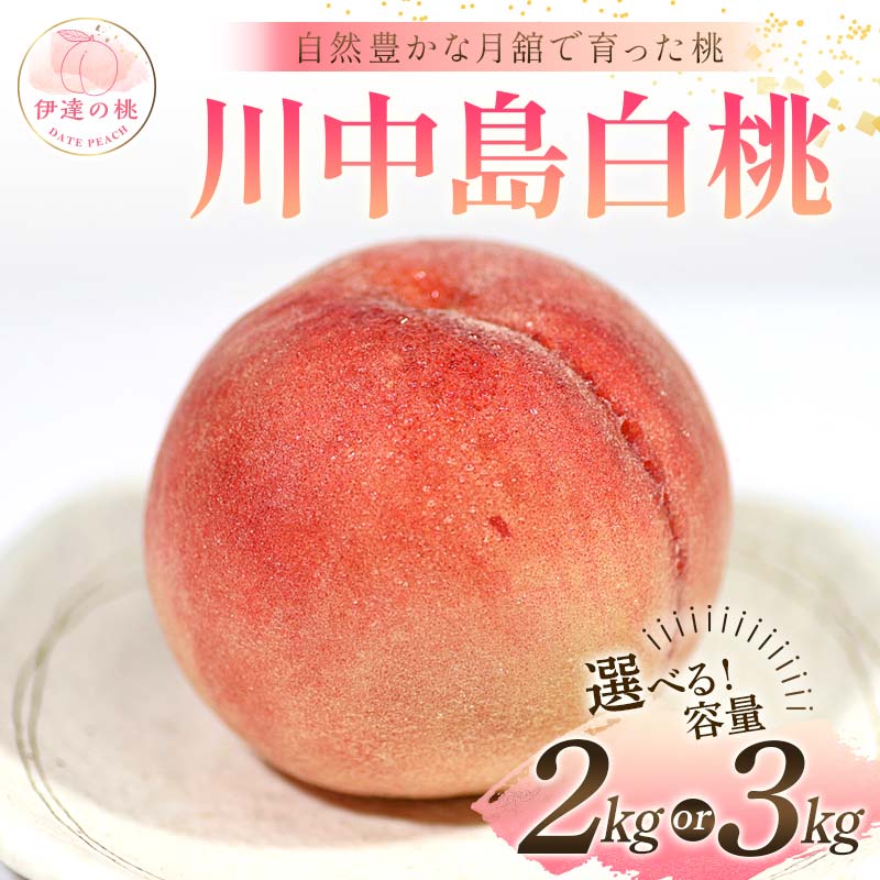 【ふるさと納税】≪2025年出荷分≫ 先行予約 自然豊かな月舘で育った桃 川中島白桃 《選べる容量》 約2kg or 約3kg 桃 もも モモ 果物 くだもの フルーツ 名産品 国産 食品 F21C-056var