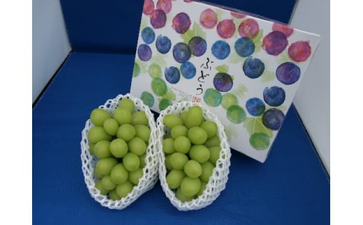 【2026年先行予約】シャインマスカット 約1kg  (2房～3房)  種なし ぶどう 信州直送 | 長野県産 ブドウ 産地直送 葡萄 [村松農園]