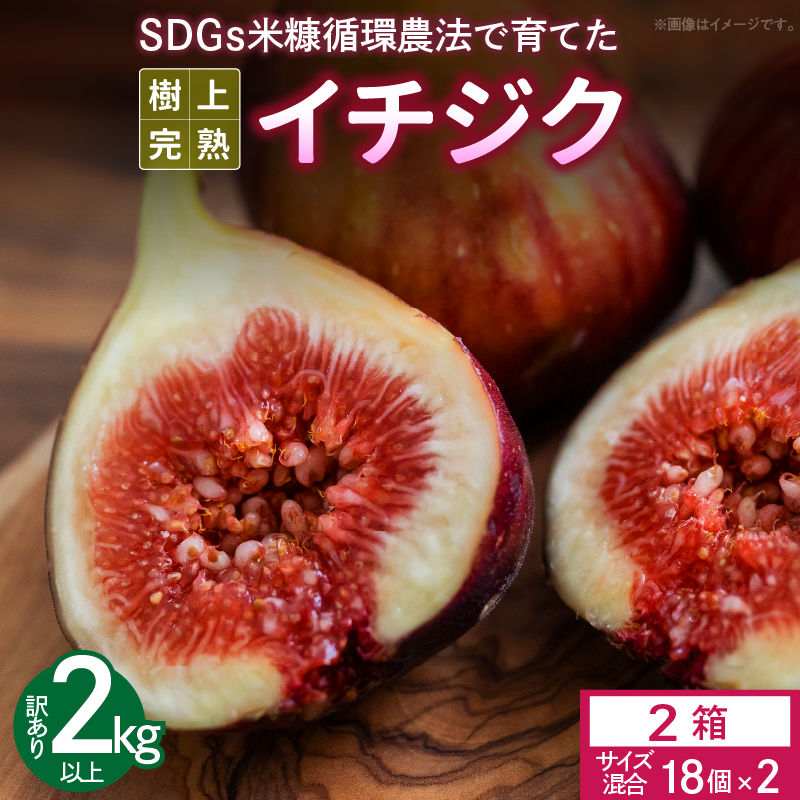 SDGs米糠循環農法で育てた樹上完熟イチジク　訳あり品1キロ以上（サイズ混合18個）×2箱【産地直送2026年8月より順次出荷】＿イチジク 訳あり品 1キロ 以上 サイズ 混合 18個 × 2箱 SDGs 米糠循環農法 樹上完熟 露地栽培 桝井ドーフィン ドライフルーツ ジャム スムージー 福岡県 久留米市 酒見農産 お取り寄せグルメ お取り寄せ 送料無料 産地直送 _Gv043