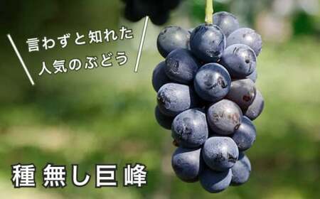 長野県産 旬のぶどう3種セット 種無し巨峰 ナガノパープル 赤系ぶどう 各1房 約1.5kg ［おぶせファーマーズ］ 詰め合わせ 詰合せ 食べ比べ 果物 フルーツ ぶどう 葡萄 クール便 冷蔵便 令和