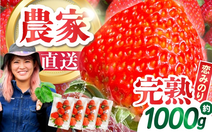 【2027年1月～発送】南島原産 いちご 「恋みのり」約250g×4P / イチゴ 苺 フルーツ 果物 / 南島原市 / あゆみfarm[SFF001]