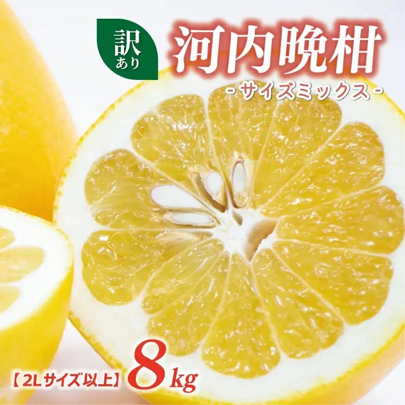 訳あり 河内晩柑 2L サイズ 以上 8kg サイズミックス 大樹農園
