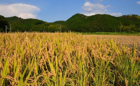 【 令和7年産 米 】米 コシヒカリ 5kg 食味ランキング こしひかり お米 ごはん ギフト 贈り物 お取り寄せ グルメ ふるさと納税 白米 うるち米 炊き立て もちもち 粘り 甘み 冷めても美味し