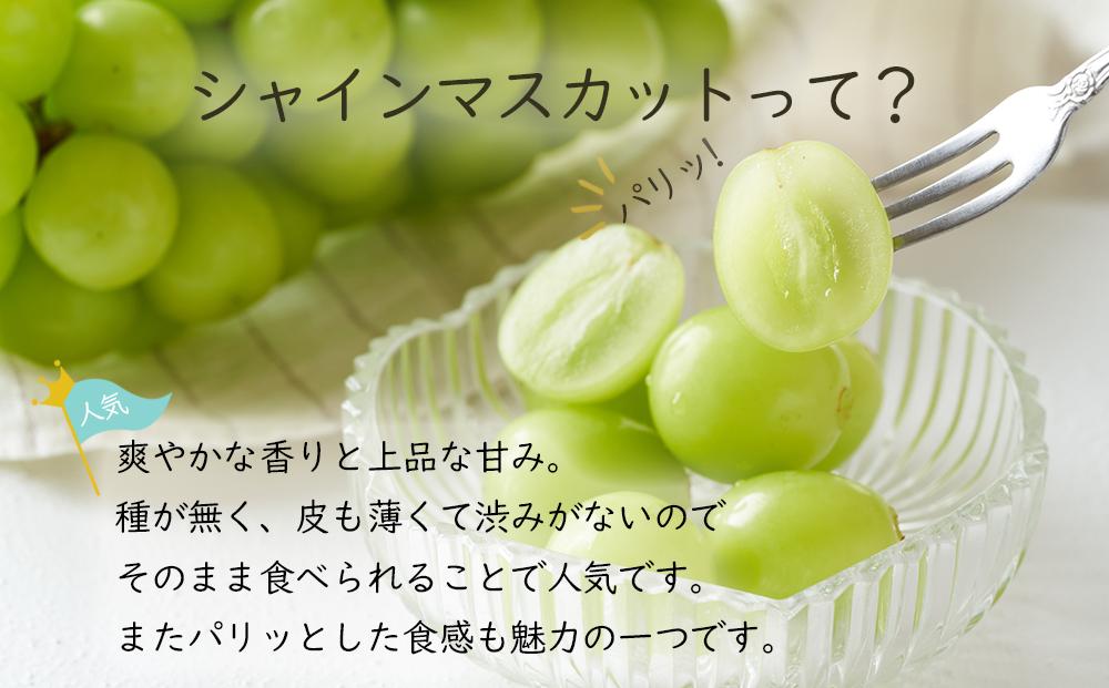 岡山県産 ぶどう 2025年発送  シャインマスカット 晴王 約500g×2房 計1kg 種無し ブドウ 葡萄 フルーツ 果物 ギフト